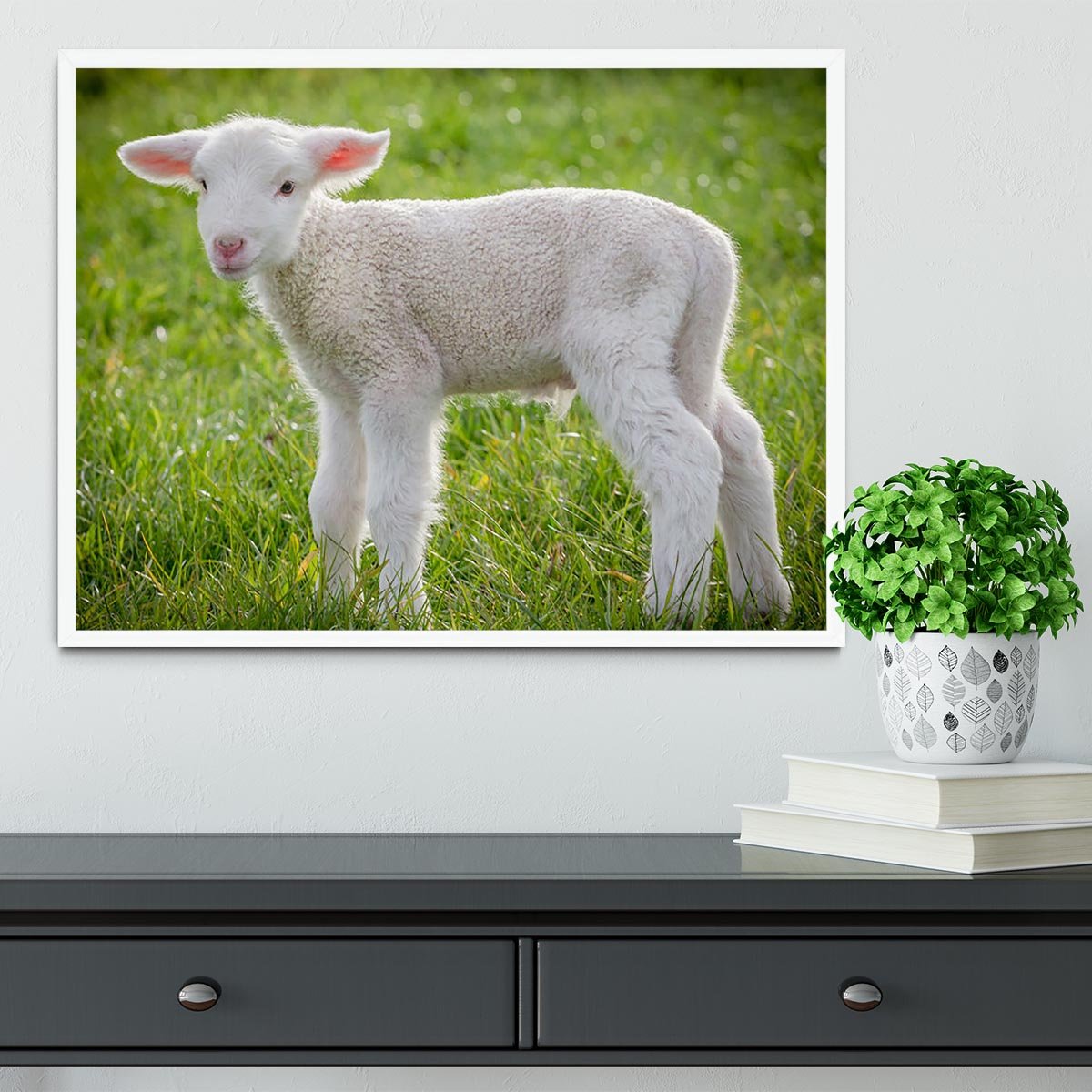 A white suffolk lamb Framed Print - Canvas Art Rocks -6