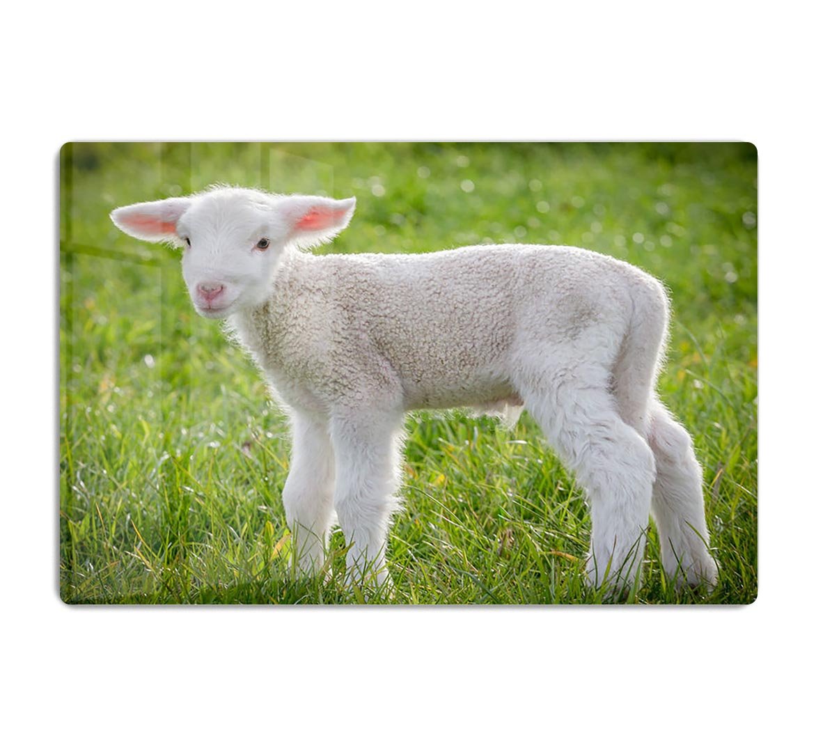 A white suffolk lamb HD Metal Print - Canvas Art Rocks - 1