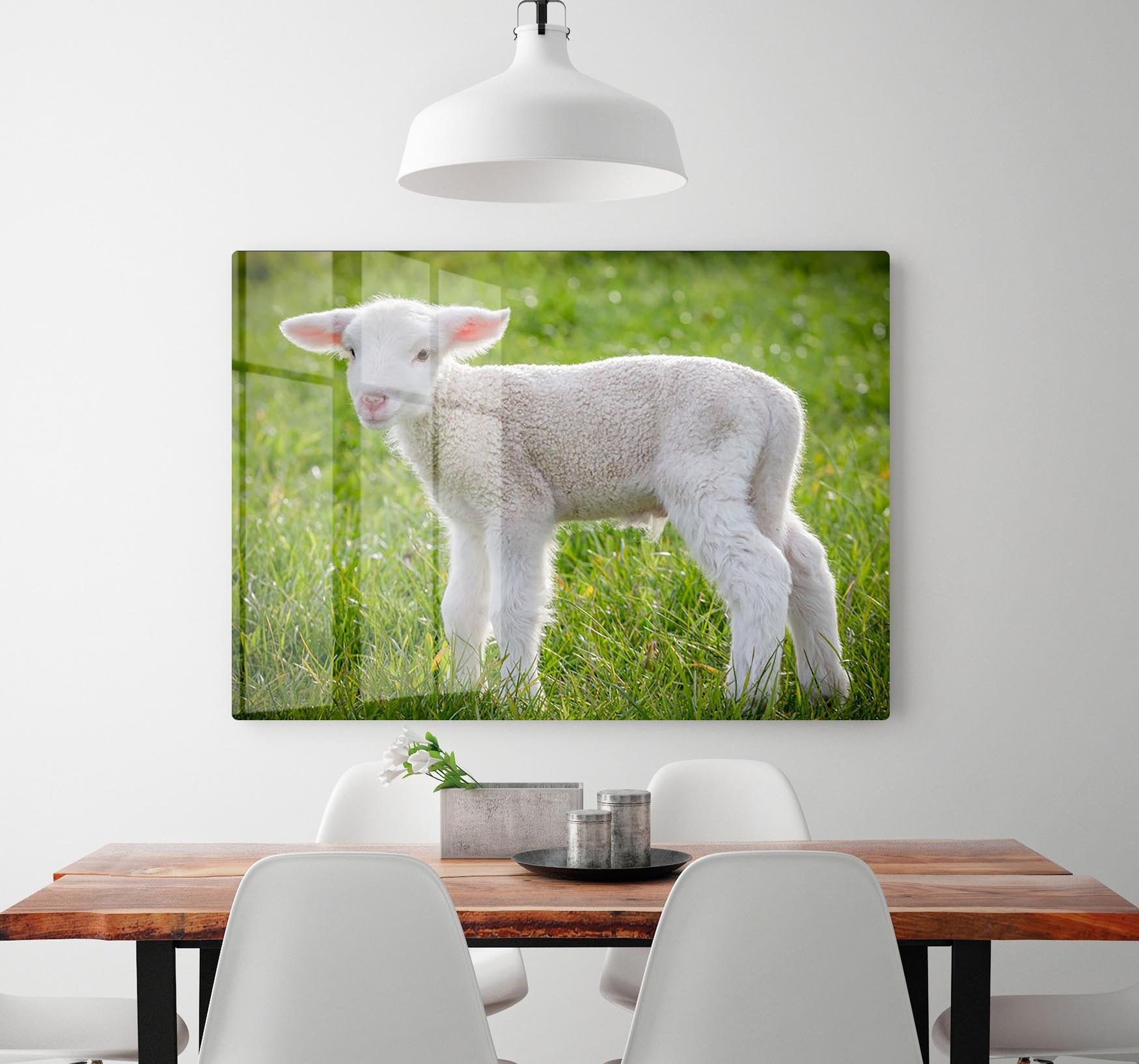 A white suffolk lamb HD Metal Print - Canvas Art Rocks - 2