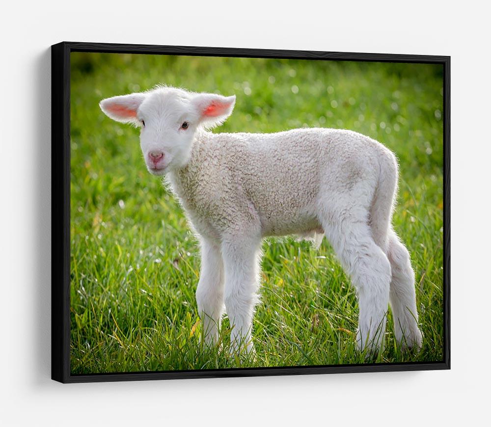 A white suffolk lamb HD Metal Print - Canvas Art Rocks - 6