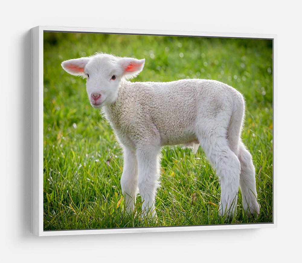 A white suffolk lamb HD Metal Print - Canvas Art Rocks - 7