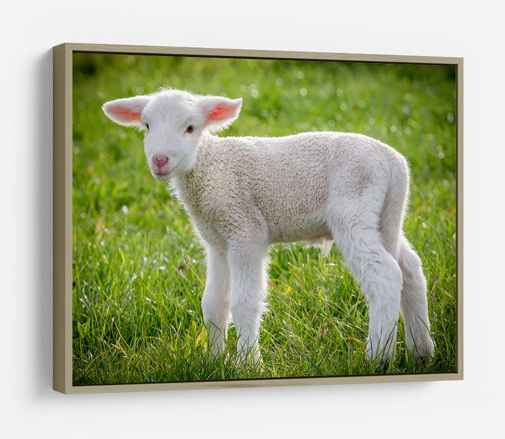 A white suffolk lamb HD Metal Print - Canvas Art Rocks - 8