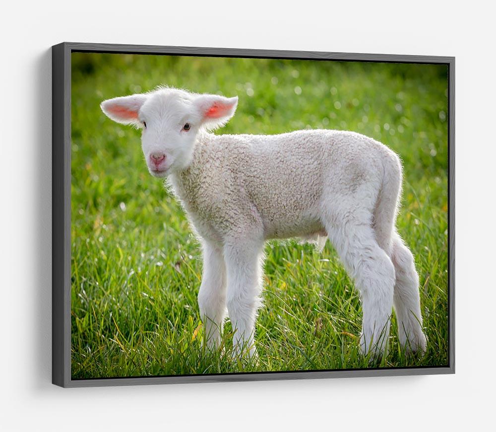 A white suffolk lamb HD Metal Print - Canvas Art Rocks - 9