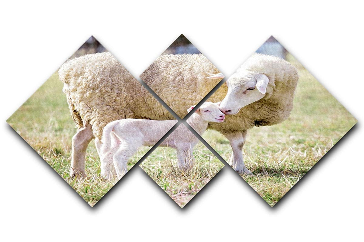 A white suffolk sheep with a lamb 4 Square Multi Panel Canvas - Canvas Art Rocks - 1