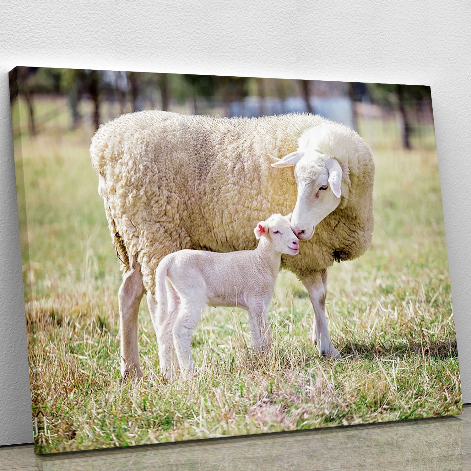 A white suffolk sheep with a lamb Canvas Print or Poster