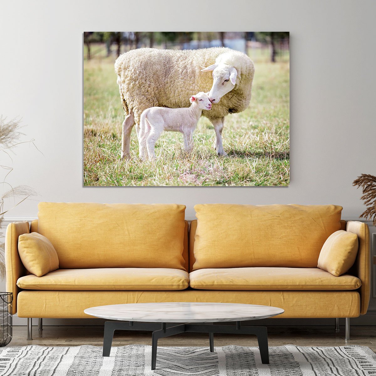 A white suffolk sheep with a lamb Canvas Print or Poster