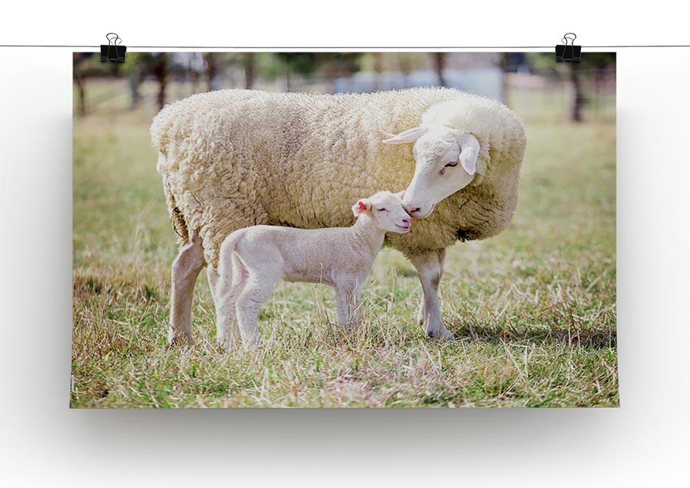 A white suffolk sheep with a lamb Canvas Print or Poster - Canvas Art Rocks - 2