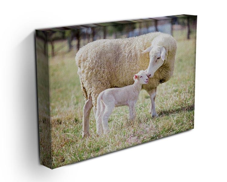 A white suffolk sheep with a lamb Canvas Print or Poster - Canvas Art Rocks - 3