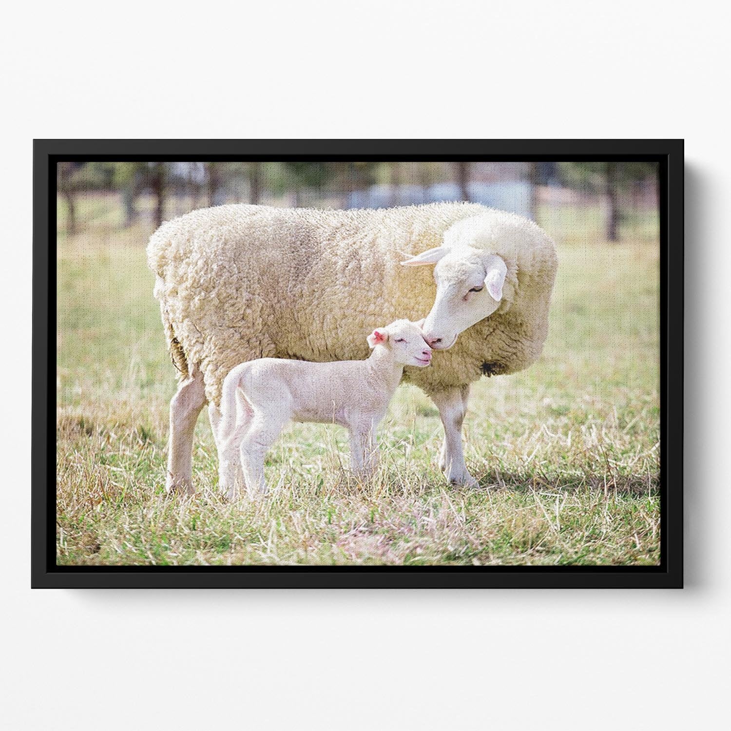 A white suffolk sheep with a lamb Floating Framed Canvas - Canvas Art Rocks - 2