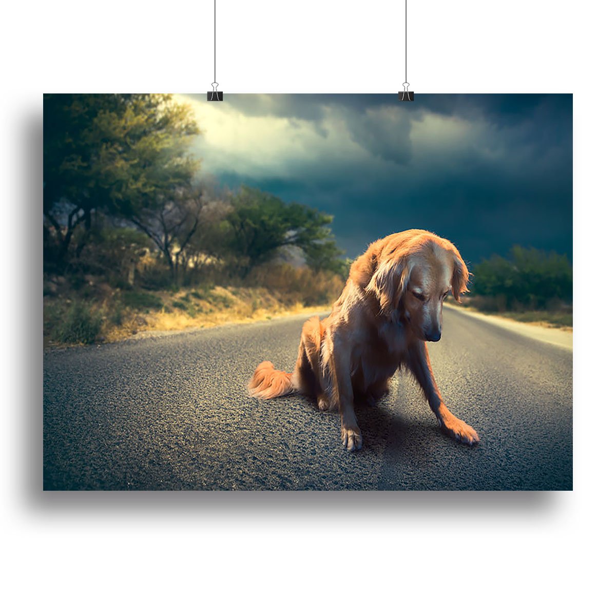 Abandoned dog in the middle of the road Canvas Print or Poster
