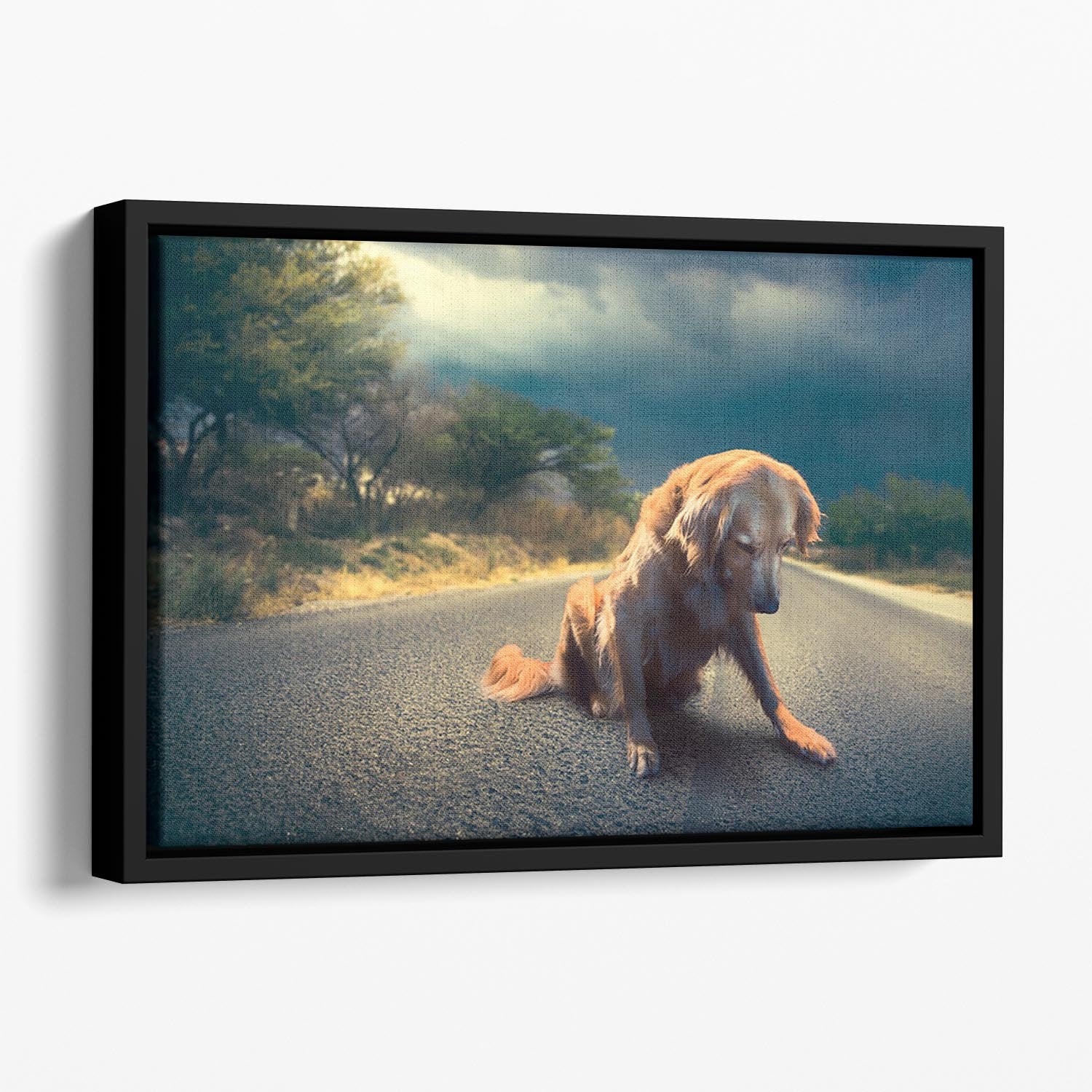 Abandoned dog in the middle of the road Floating Framed Canvas - Canvas Art Rocks - 1
