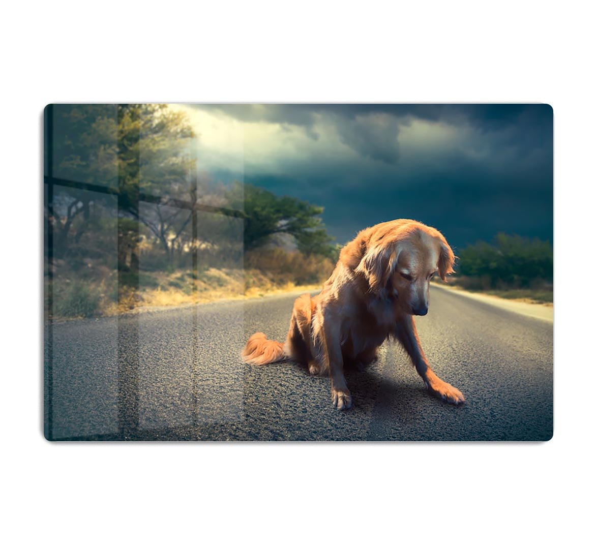 Abandoned dog in the middle of the road HD Metal Print - Canvas Art Rocks - 1