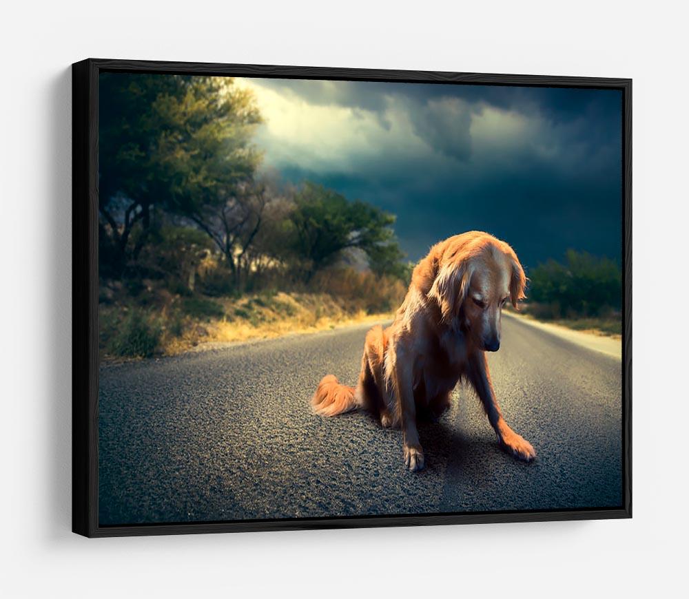 Abandoned dog in the middle of the road HD Metal Print - Canvas Art Rocks - 6