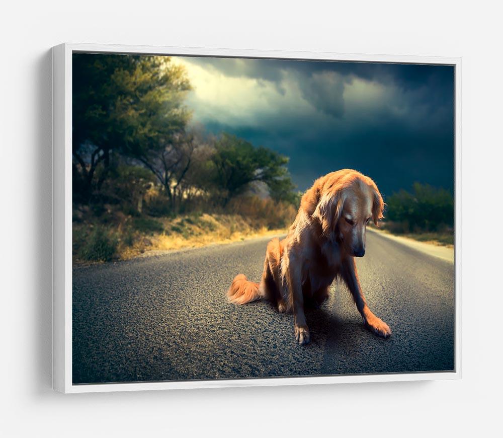 Abandoned dog in the middle of the road HD Metal Print - Canvas Art Rocks - 7