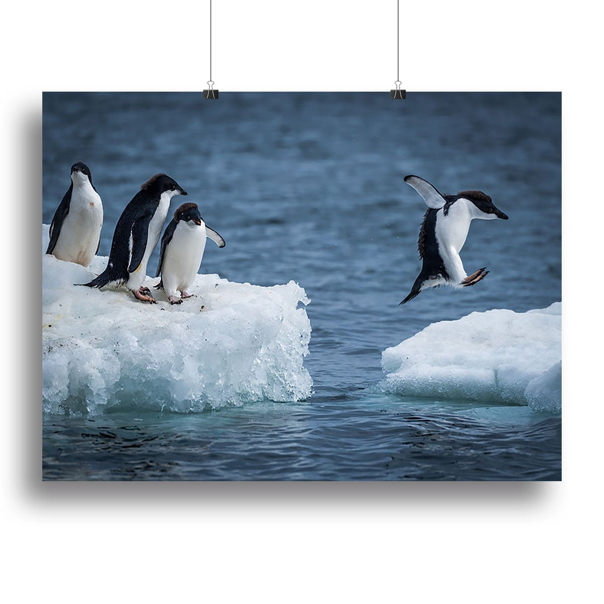 Adelie penguin jumping between two ice floes Canvas Print or Poster