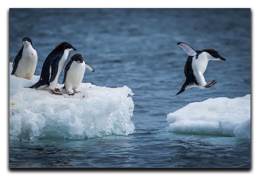 Adelie penguin jumping between two ice floes Canvas Print or Poster - Canvas Art Rocks - 1