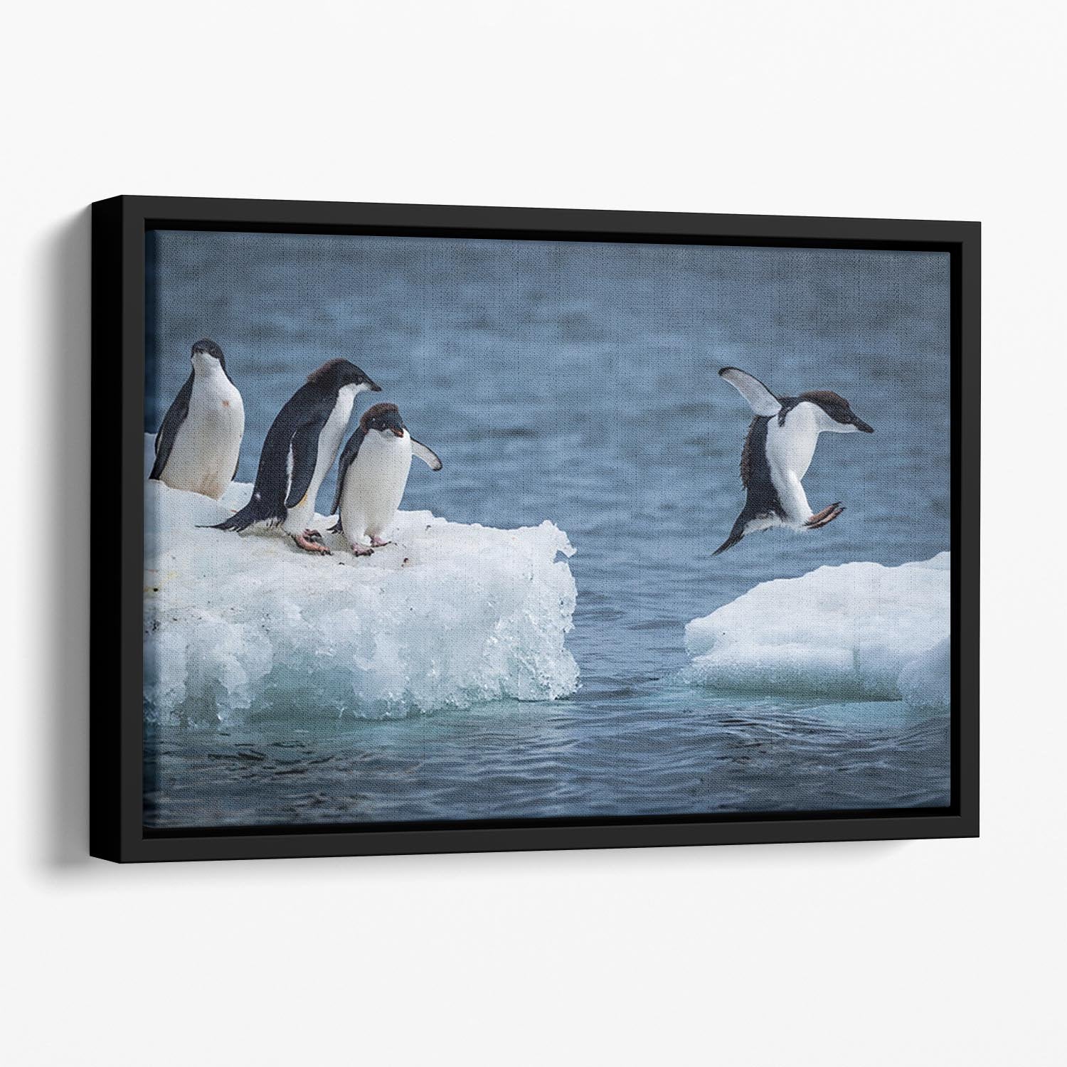 Adelie penguin jumping between two ice floes Floating Framed Canvas - Canvas Art Rocks - 1