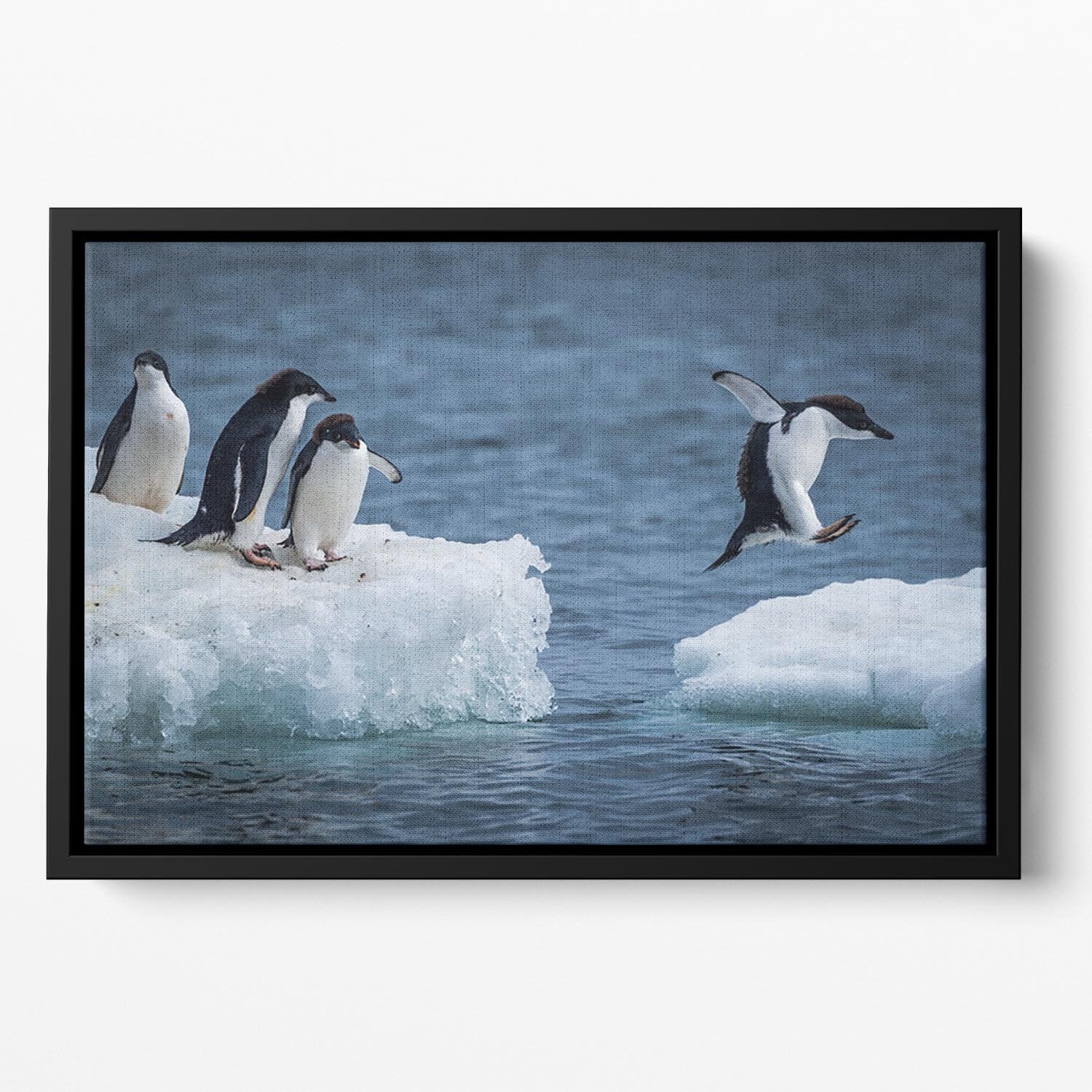 Adelie penguin jumping between two ice floes Floating Framed Canvas - Canvas Art Rocks - 2