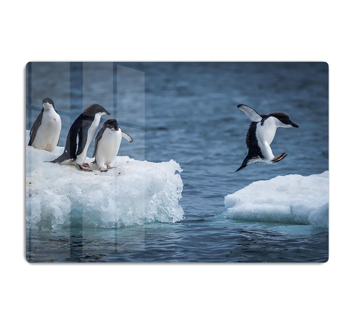 Adelie penguin jumping between two ice floes HD Metal Print - Canvas Art Rocks - 1