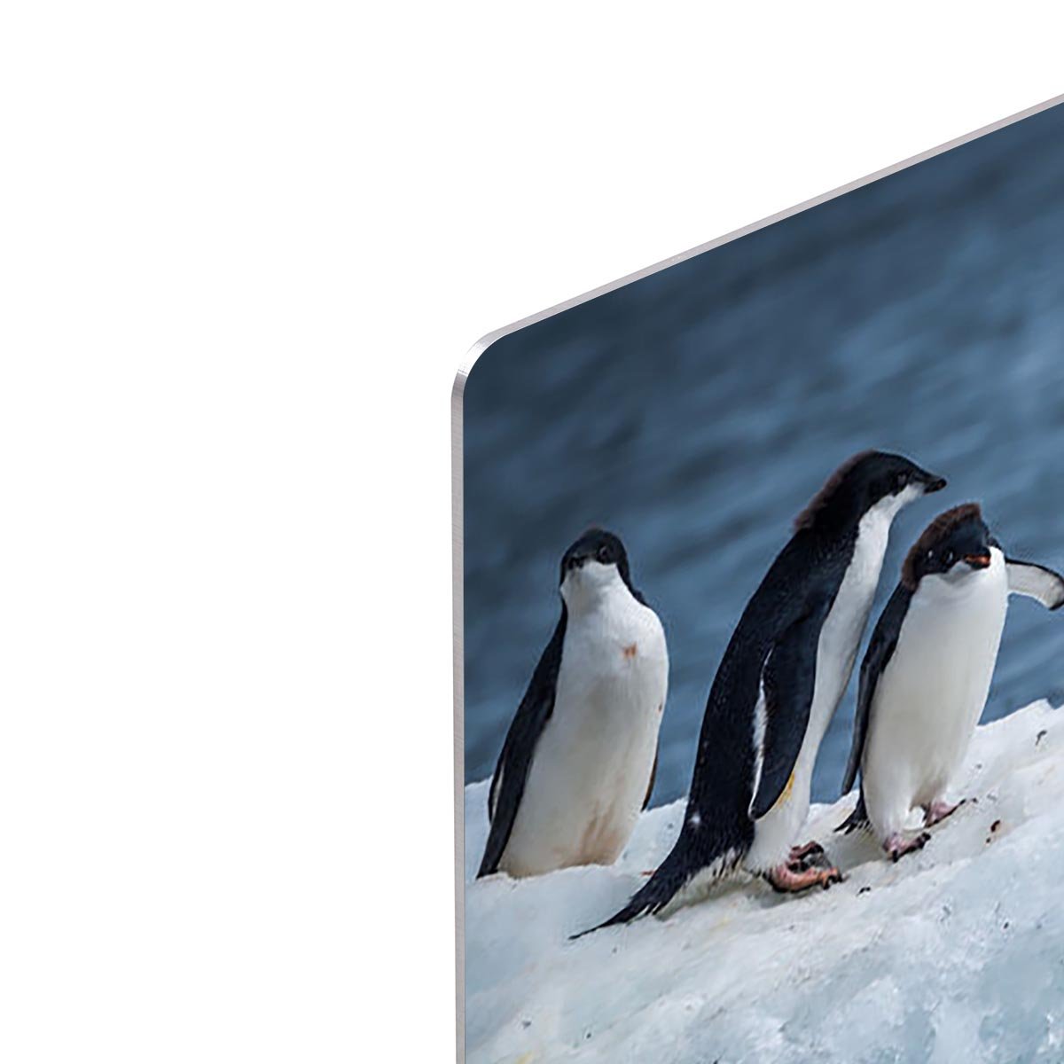 Adelie penguin jumping between two ice floes HD Metal Print - Canvas Art Rocks - 4