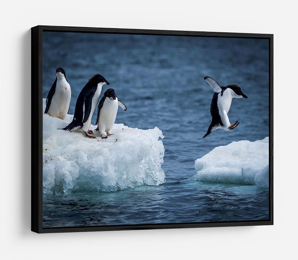Adelie penguin jumping between two ice floes HD Metal Print - Canvas Art Rocks - 6