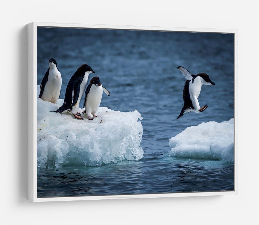 Adelie penguin jumping between two ice floes HD Metal Print - Canvas Art Rocks - 7