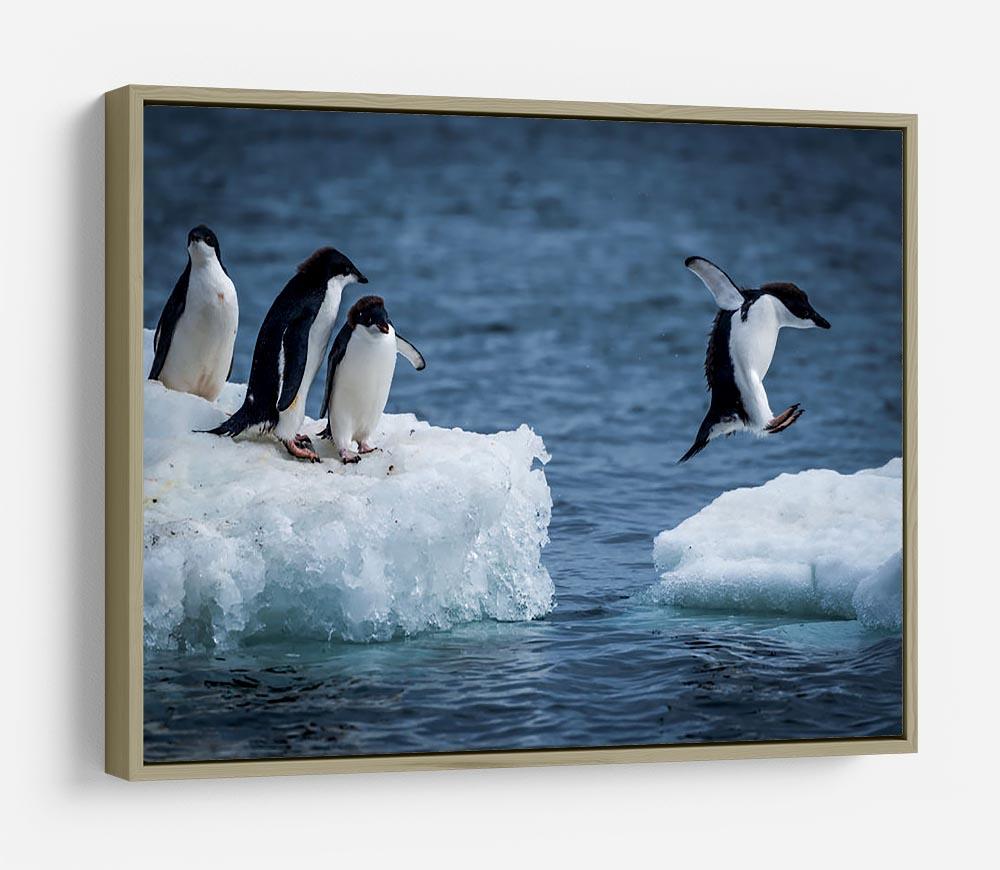 Adelie penguin jumping between two ice floes HD Metal Print - Canvas Art Rocks - 8