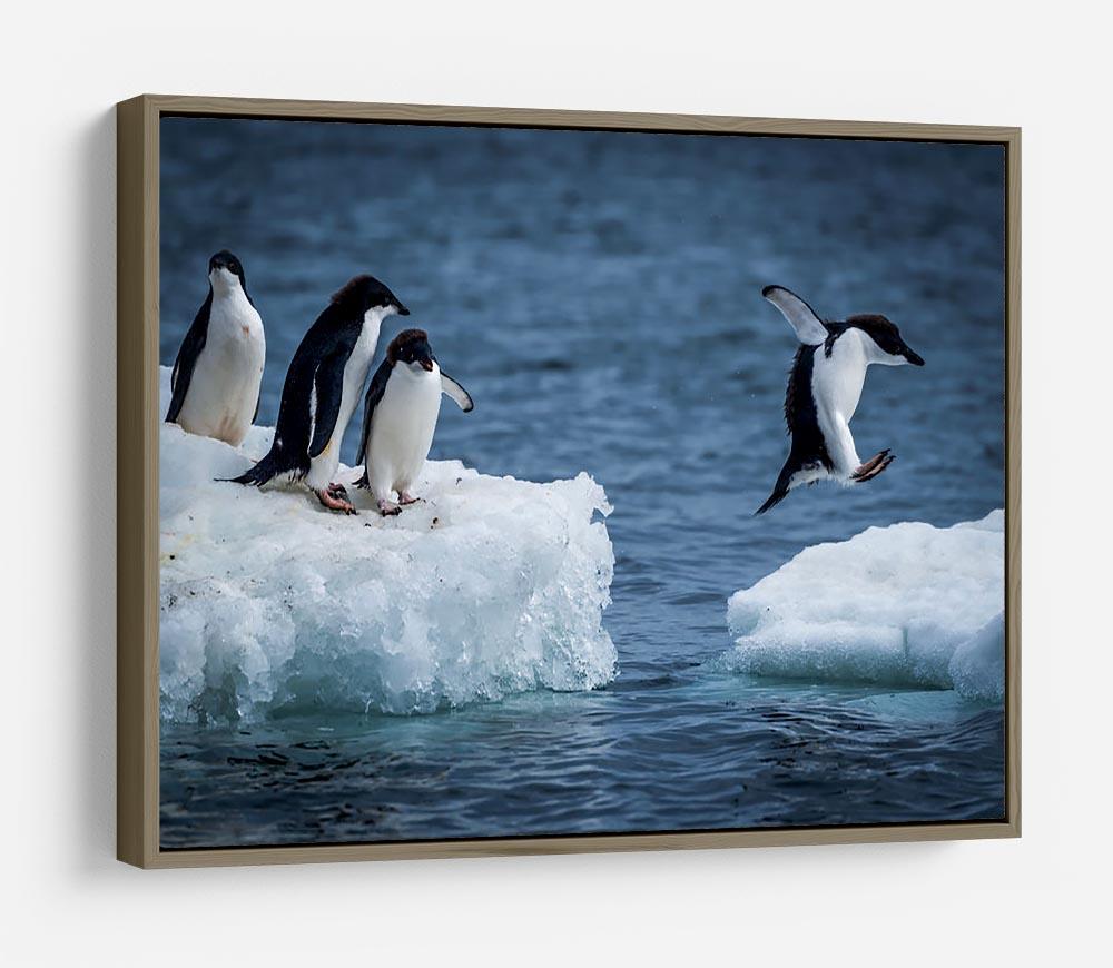 Adelie penguin jumping between two ice floes HD Metal Print - Canvas Art Rocks - 10