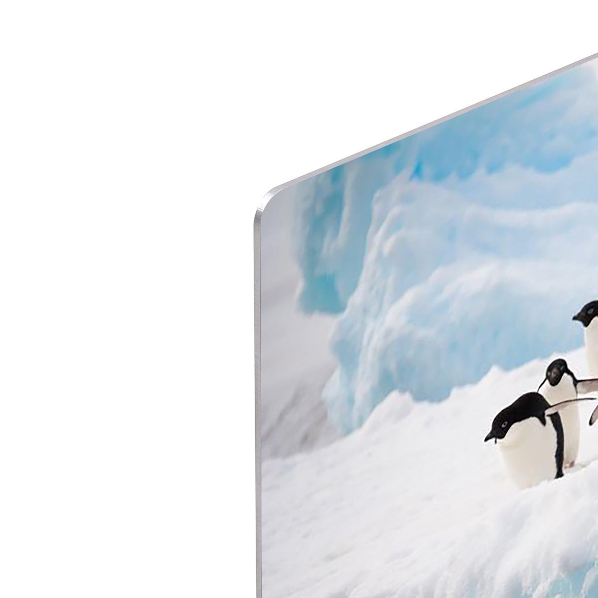 Adelie penguins colony on the iceberg HD Metal Print - Canvas Art Rocks - 4