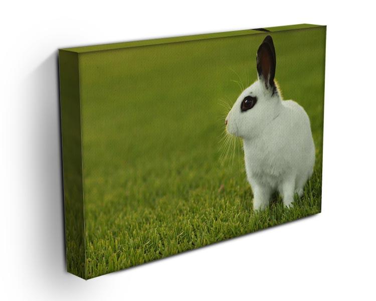 Adorable White Bunny Rabbit Canvas Print or Poster - Canvas Art Rocks - 3