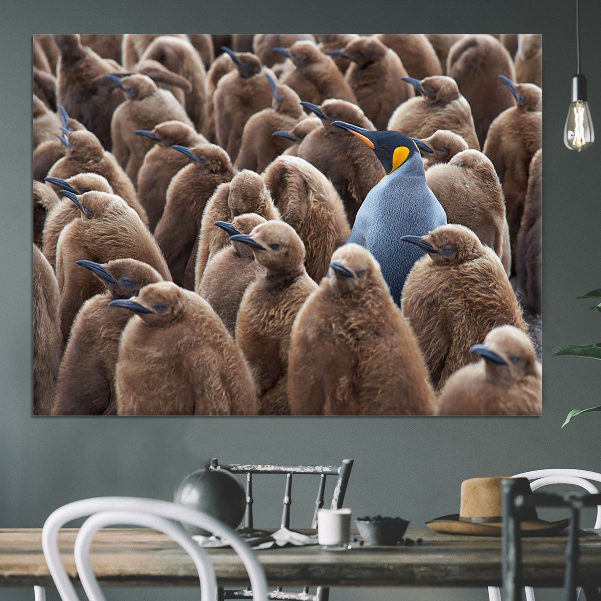 Adult King Penguin Aptenodytes patagonicus standing amongst a large group Canvas Print or Poster