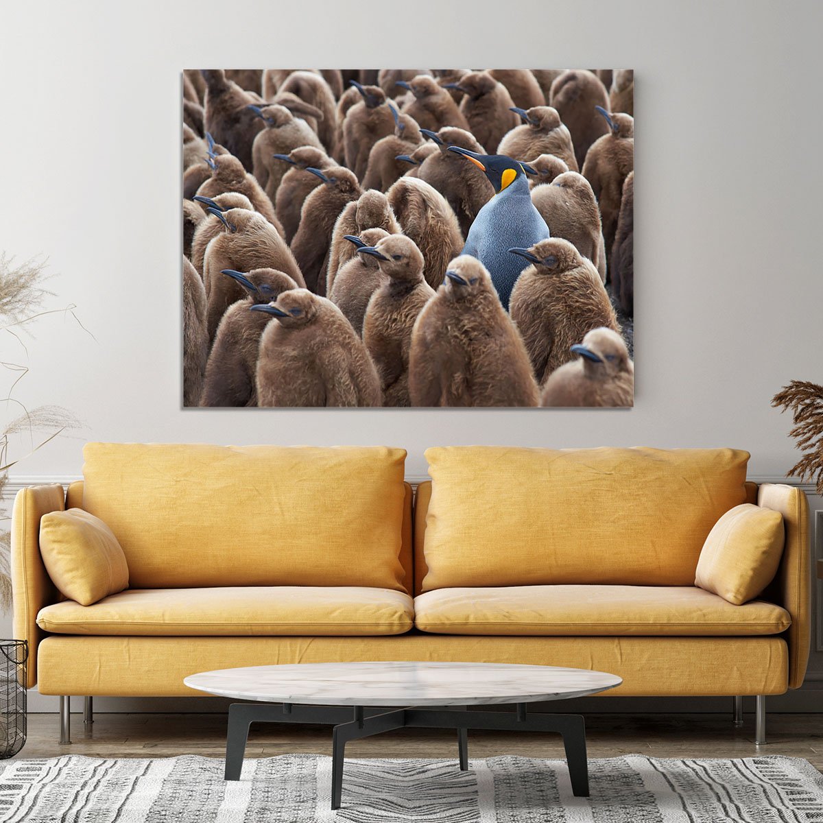 Adult King Penguin Aptenodytes patagonicus standing amongst a large group Canvas Print or Poster