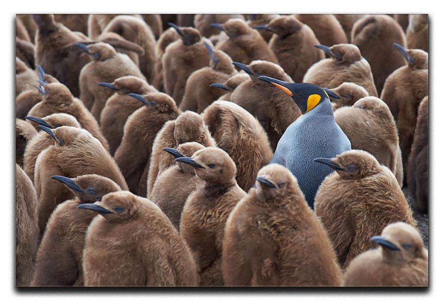 Adult King Penguin Aptenodytes patagonicus standing amongst a large group Canvas Print or Poster - Canvas Art Rocks - 1