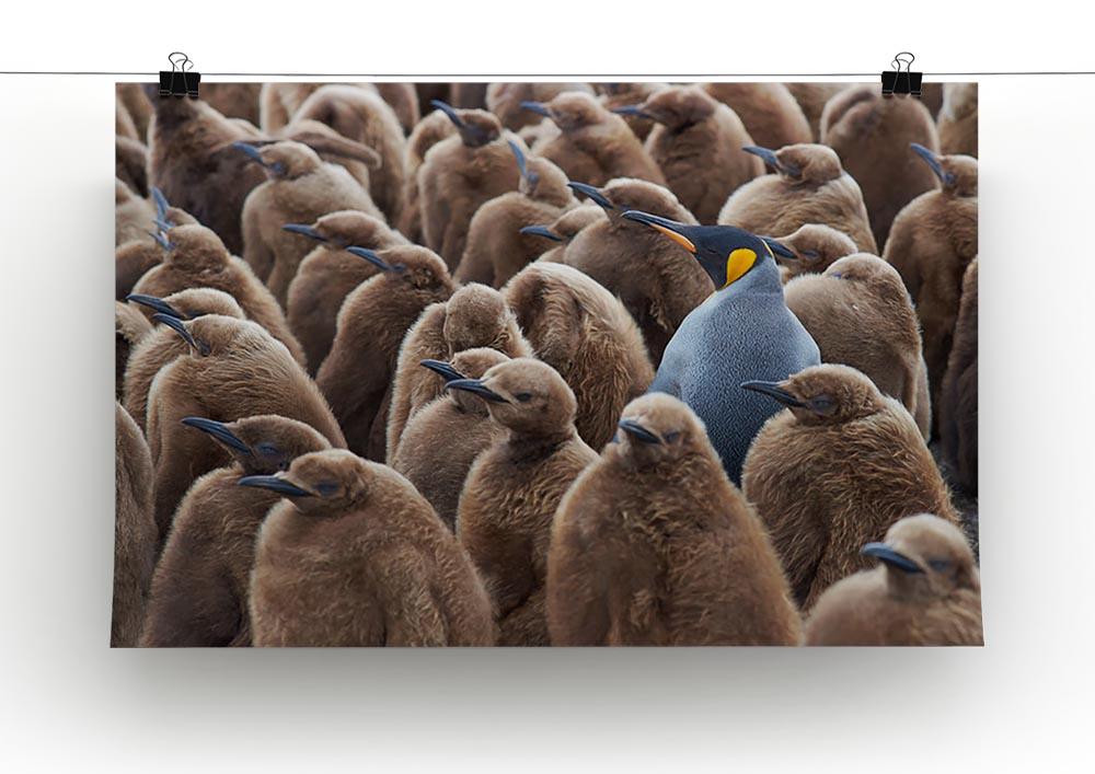 Adult King Penguin Aptenodytes patagonicus standing amongst a large group Canvas Print or Poster - Canvas Art Rocks - 2