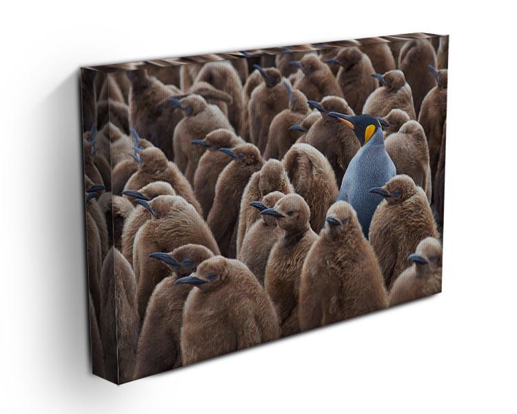 Adult King Penguin Aptenodytes patagonicus standing amongst a large group Canvas Print or Poster - Canvas Art Rocks - 3