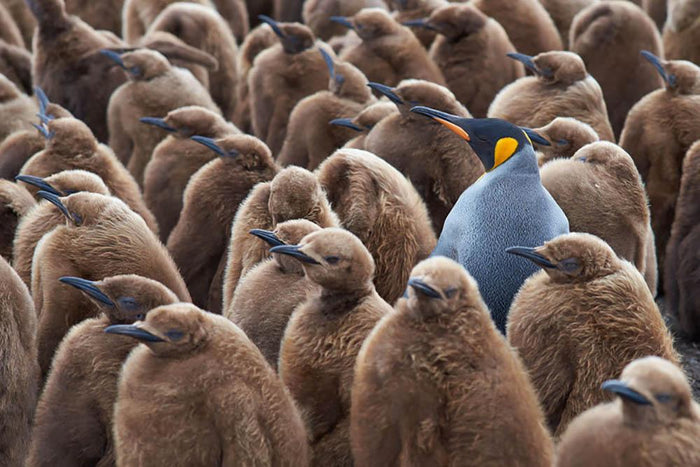 Adult King Penguin Aptenodytes patagonicus standing amongst a large group Wall Mural Wallpaper
