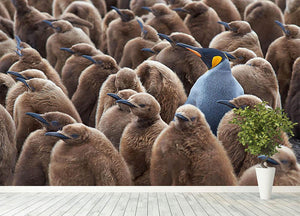 Adult King Penguin Aptenodytes patagonicus standing amongst a large group Wall Mural Wallpaper - Canvas Art Rocks - 4