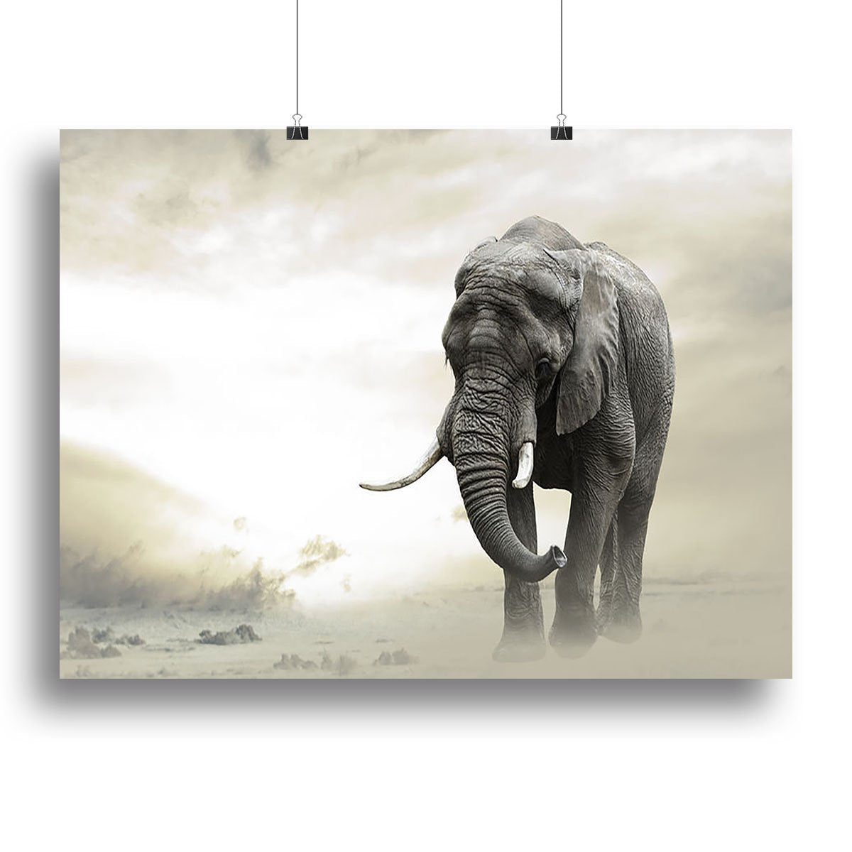 African elephant male walking alone in desert at sunset Canvas Print or Poster