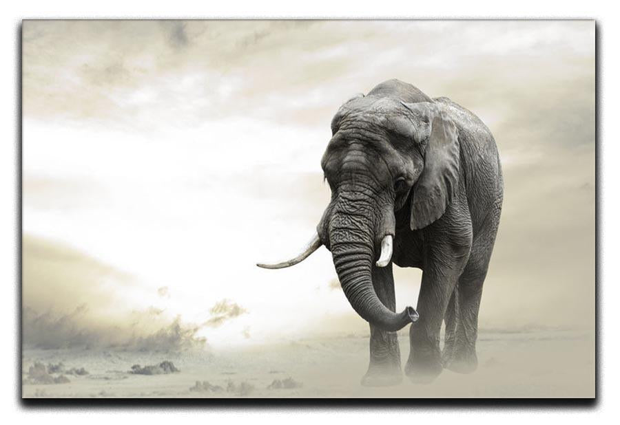 African elephant male walking alone in desert at sunset Canvas Print or Poster - Canvas Art Rocks - 1