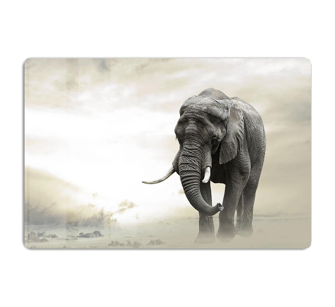 African elephant male walking alone in desert at sunset HD Metal Print - Canvas Art Rocks - 1