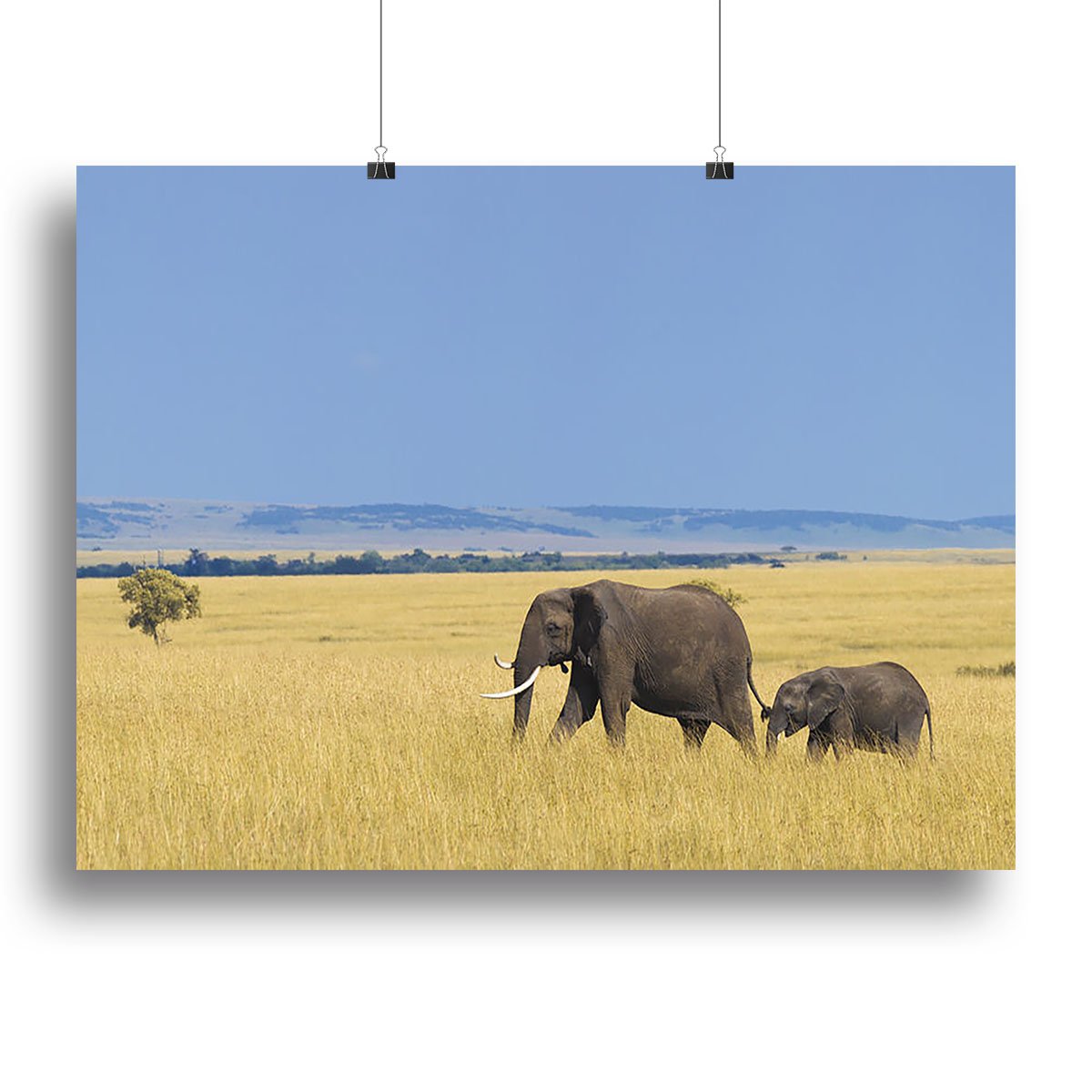 African elephant with calf Canvas Print or Poster