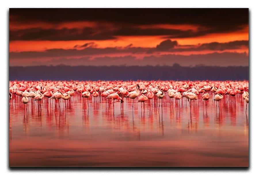 African flamingos in the lake Canvas Print or Poster - Canvas Art Rocks - 1