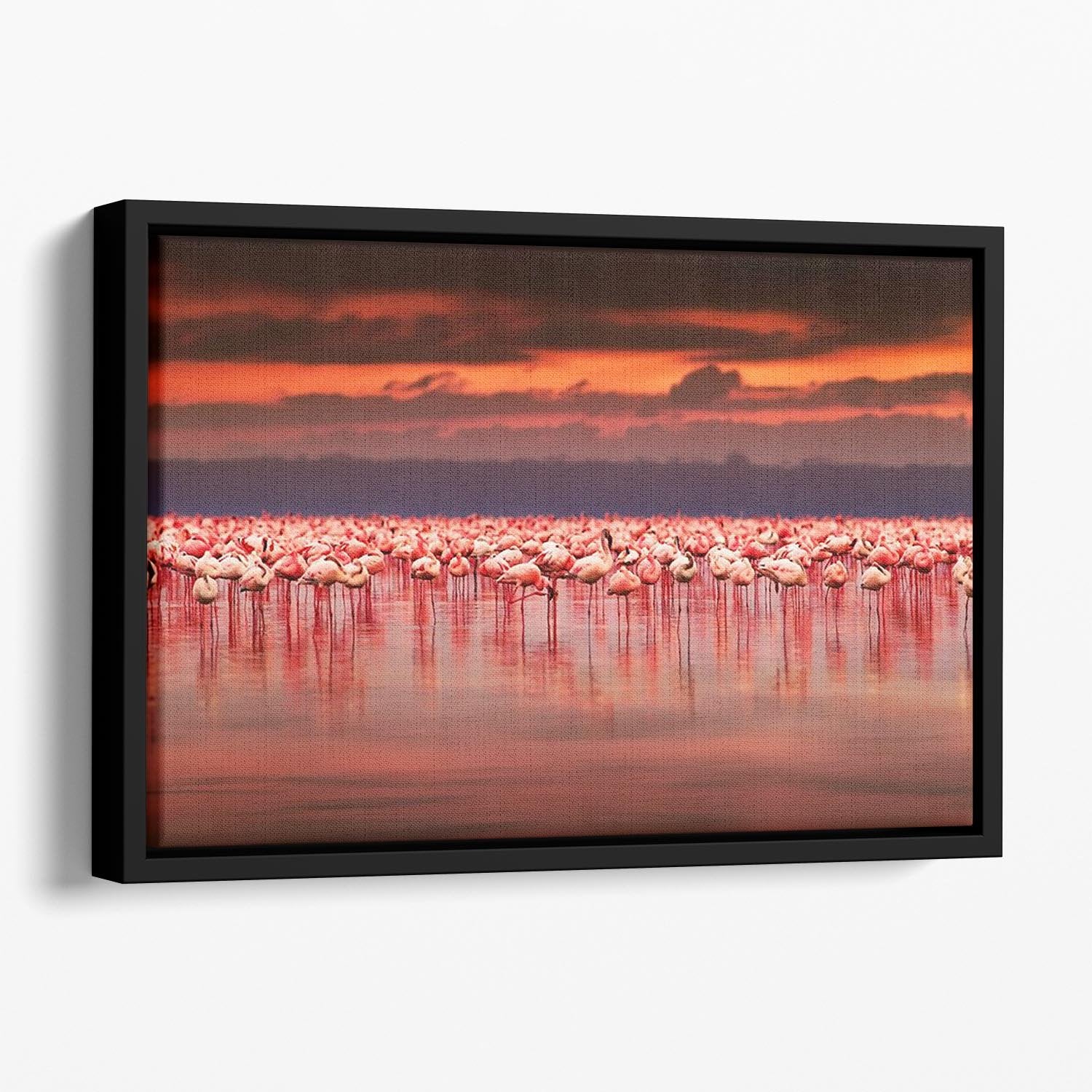 African flamingos in the lake Floating Framed Canvas - Canvas Art Rocks - 1
