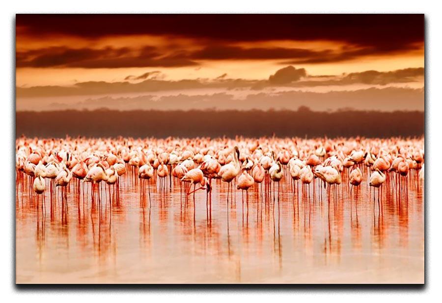 African flamingos in the lake over beautiful sunset Canvas Print or Poster - Canvas Art Rocks - 1