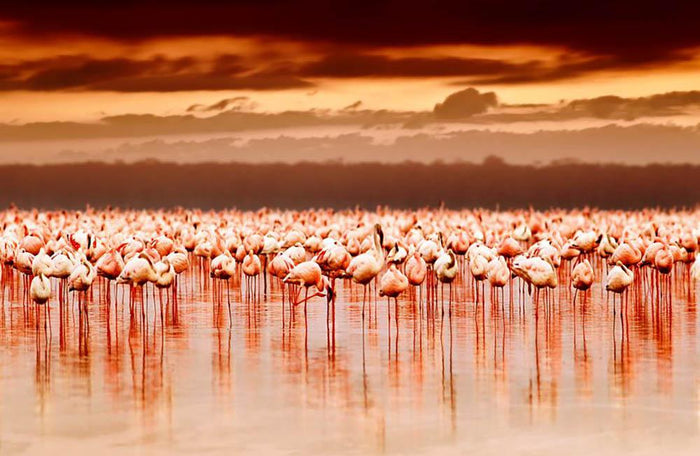 African flamingos in the lake over beautiful sunset Wall Mural Wallpaper