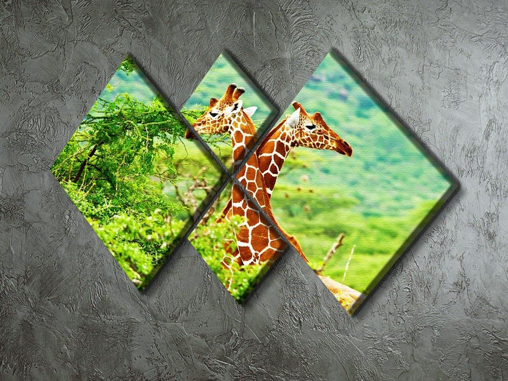 African giraffes family 4 Square Multi Panel Canvas - Canvas Art Rocks - 2