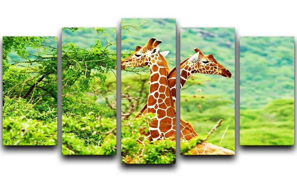 African giraffes family 5 Split Panel Canvas - Canvas Art Rocks - 1