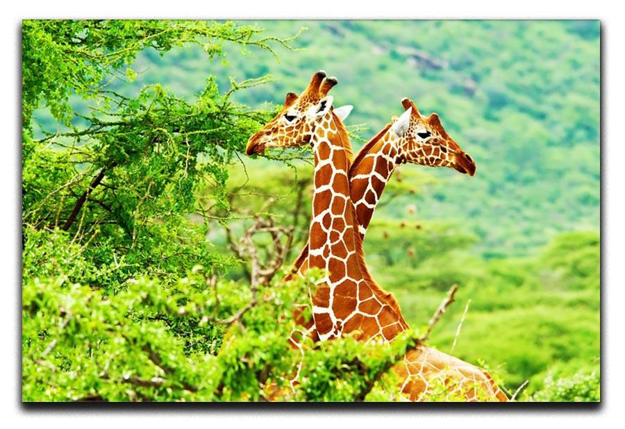 African giraffes family Canvas Print or Poster - Canvas Art Rocks - 1