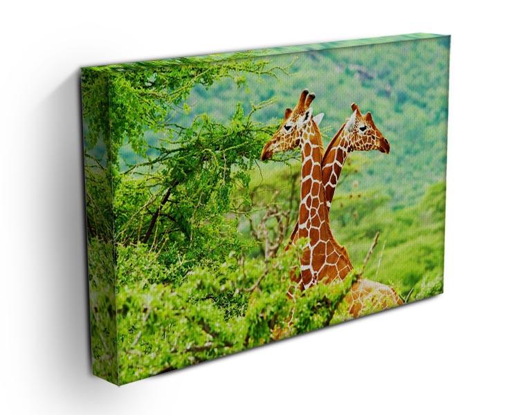 African giraffes family Canvas Print or Poster - Canvas Art Rocks - 3