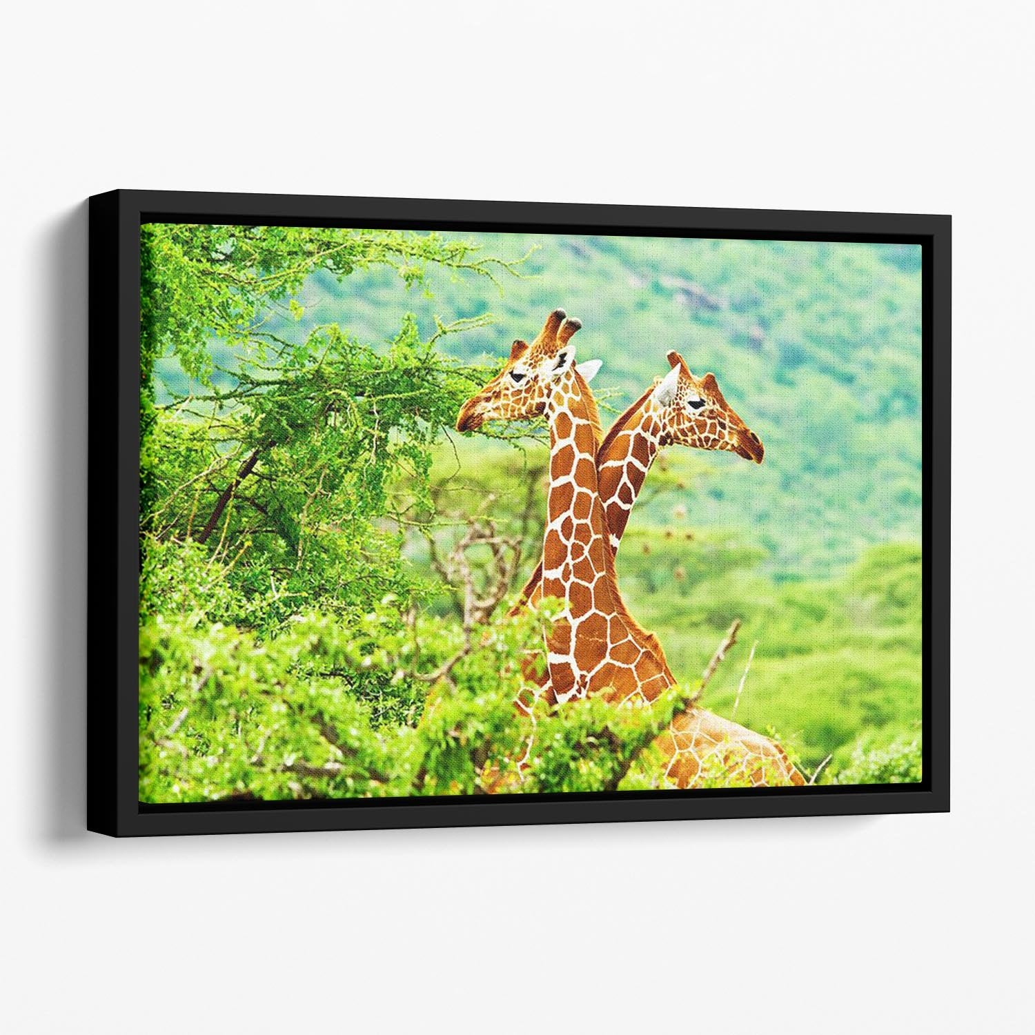 African giraffes family Floating Framed Canvas - Canvas Art Rocks - 1